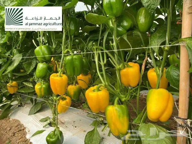 مستعدون لتركيب شبكات الرى و تأسيس مزارع الخضروات و الفواكه 8