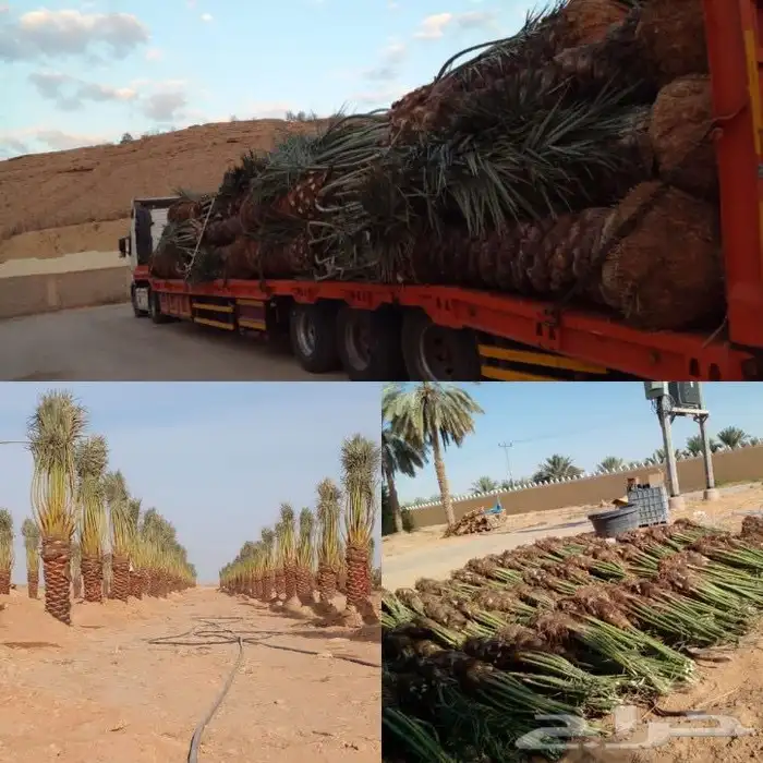 تصدير النخيل الى مصر وجميع دول الخليج 2