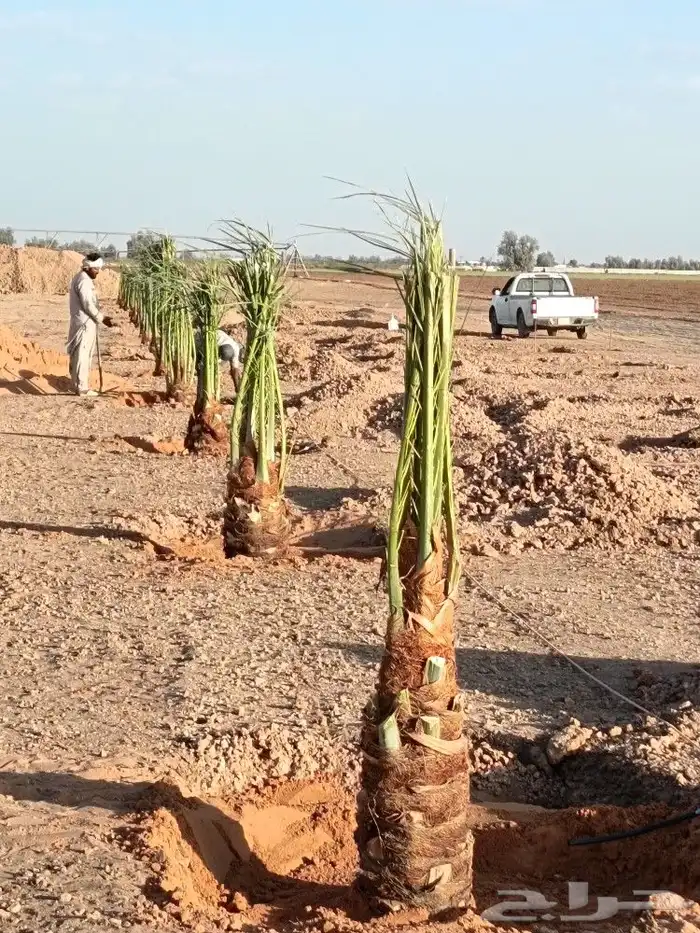نخل مثمر للبيع نخيل القصيم بريده عنيزه الرياض نخل طيب 0