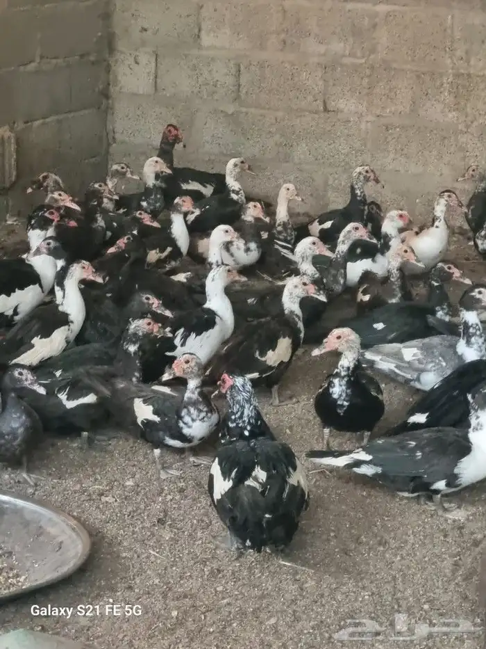 دواجن أبو جوده بط مسكوفي بط بكيني دجاج بلدي وفيومي 2