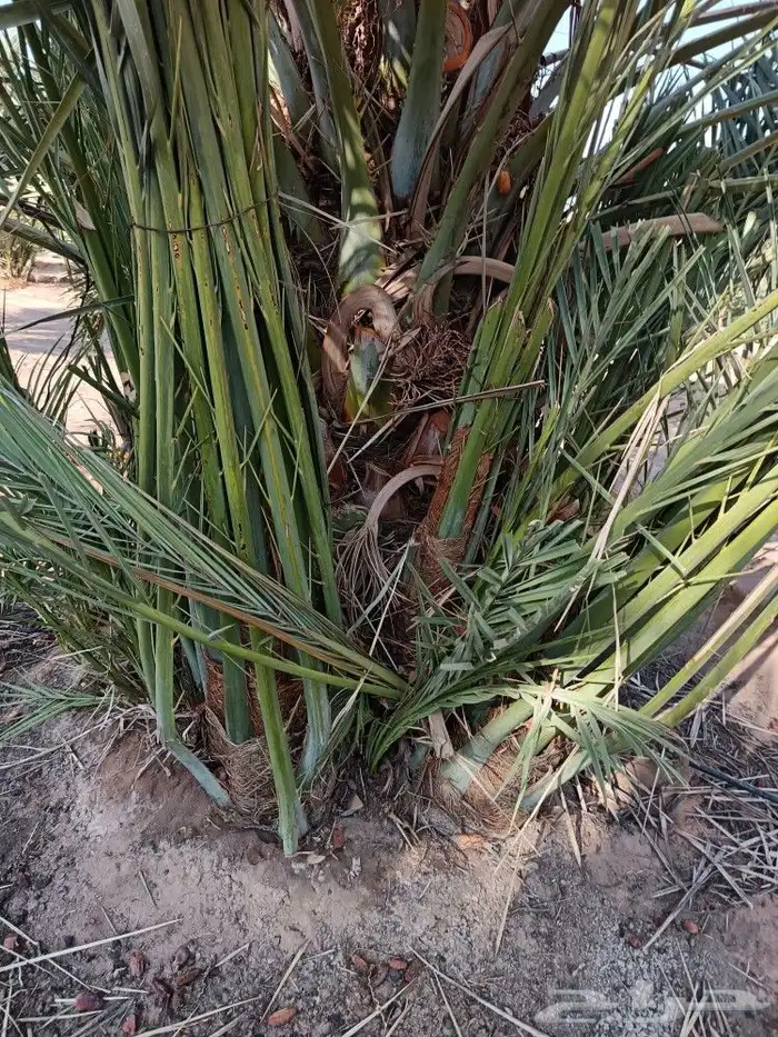 نخل مثمر للبيع نخيل القصيم بريده عنيزه الرياض نخل طيب 5