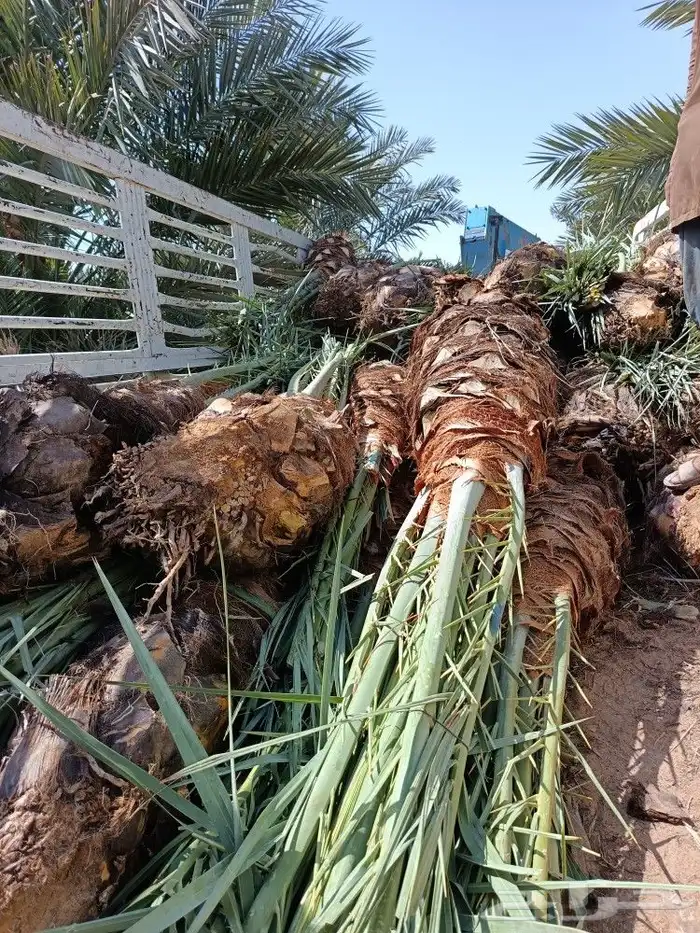 نخل مثمر للبيع نخيل القصيم بريده عنيزه الرياض نخل طيب 2