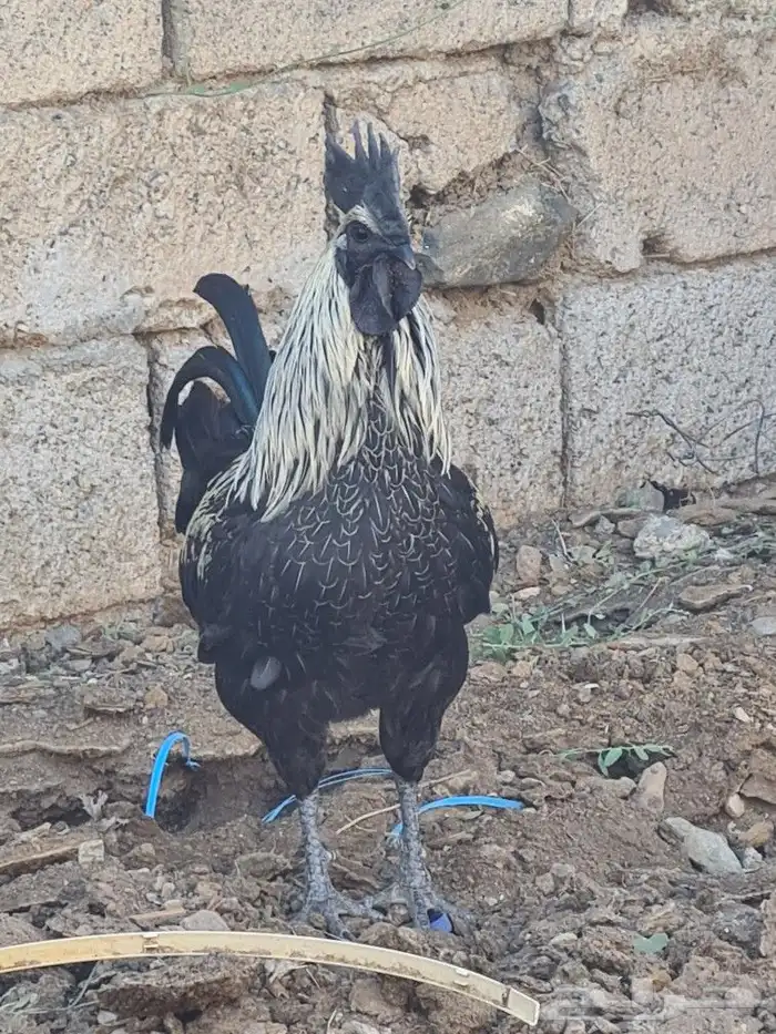 ديك اندنوسي صافي 0