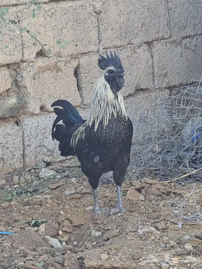 ديك اندنوسي صافي 3