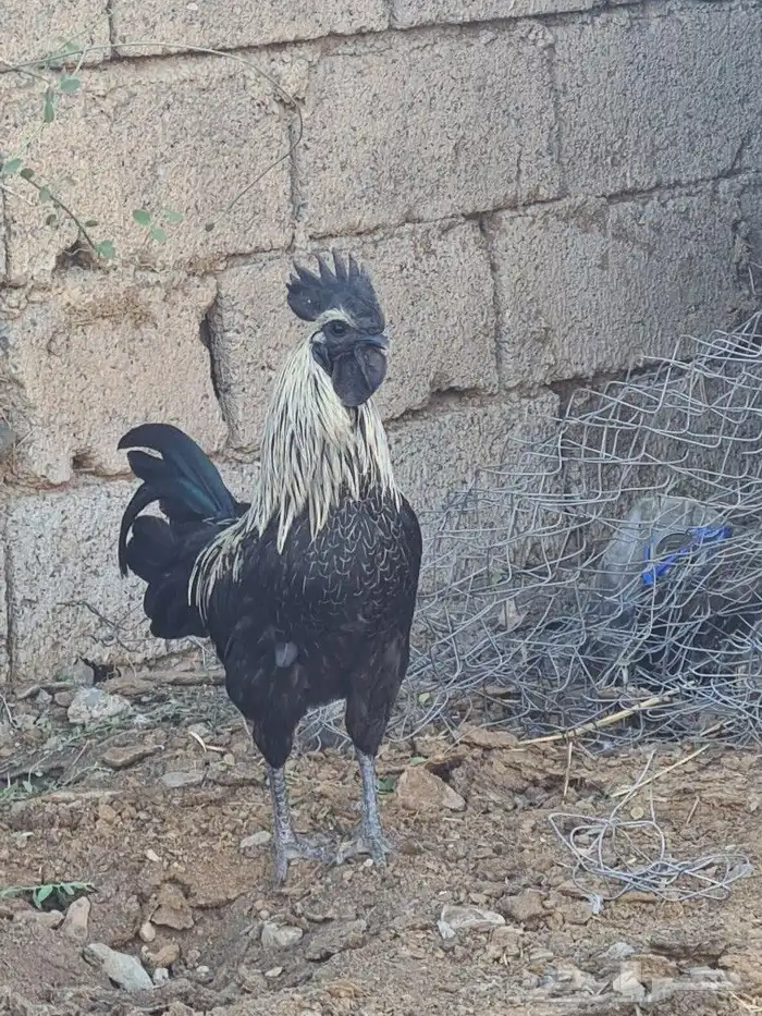 ديك اندنوسي صافي 4