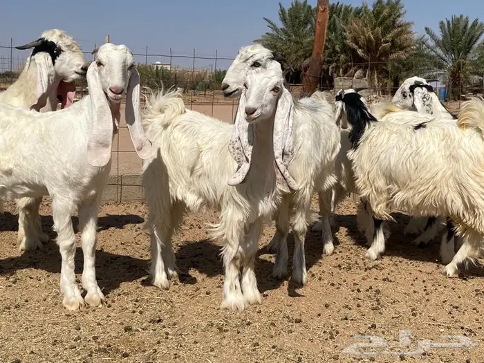 مراح جفرات مطورة للبيع تم البيع 2