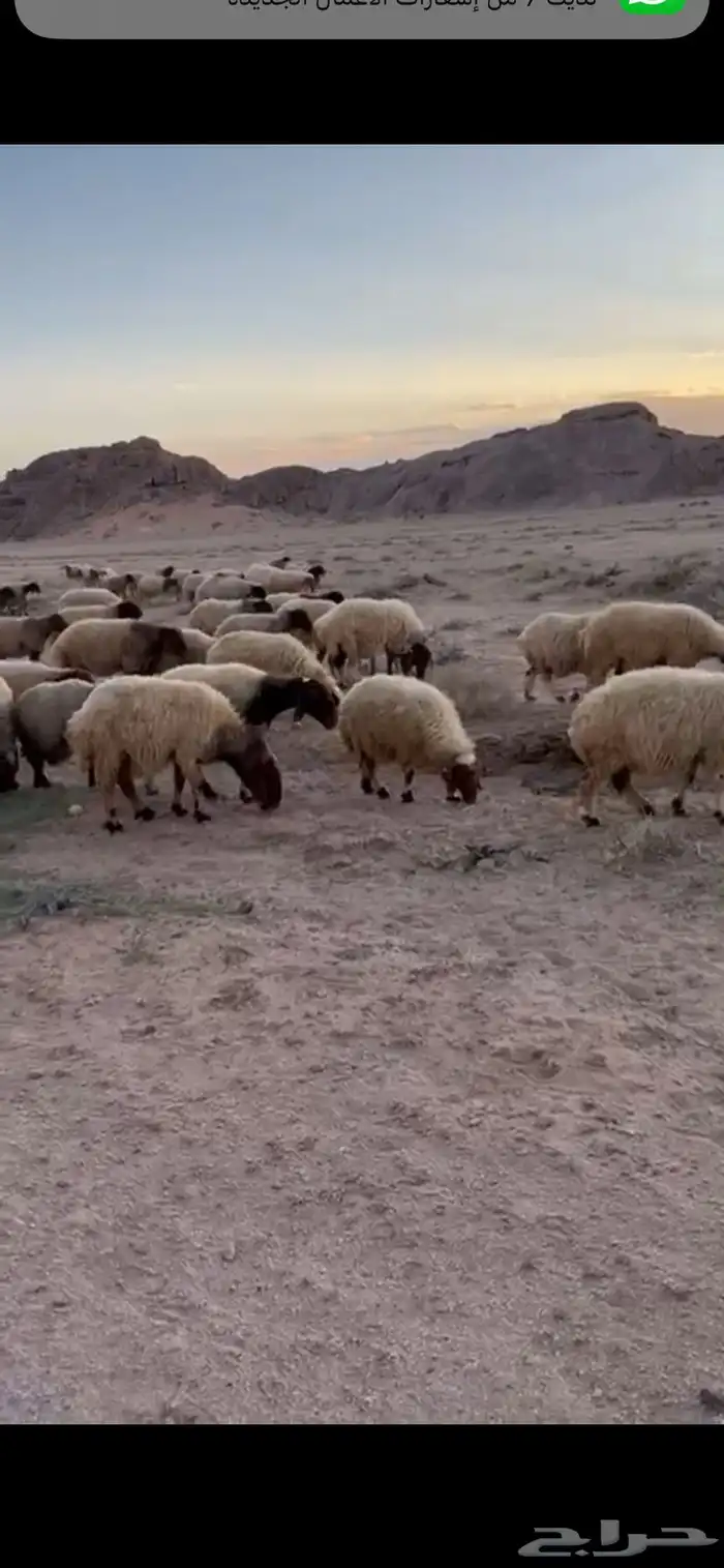 غنم نعيم مراح واحد دفيع 2