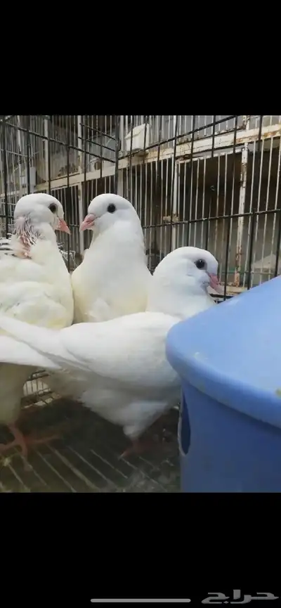 طبات كنق مودينا امريكي تم البيع 3