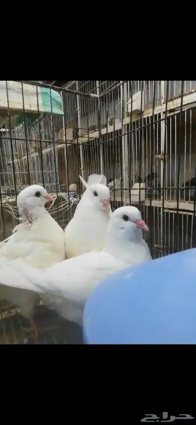 طبات كنق مودينا امريكي تم البيع 0