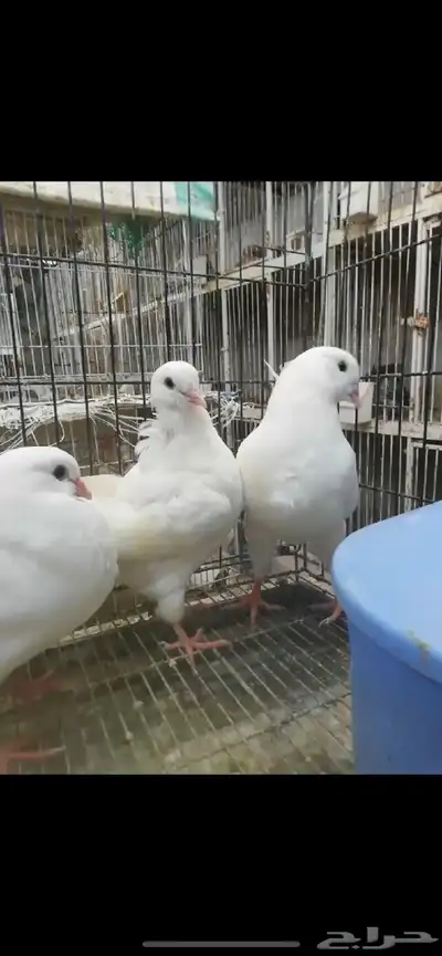 طبات كنق مودينا امريكي تم البيع 2