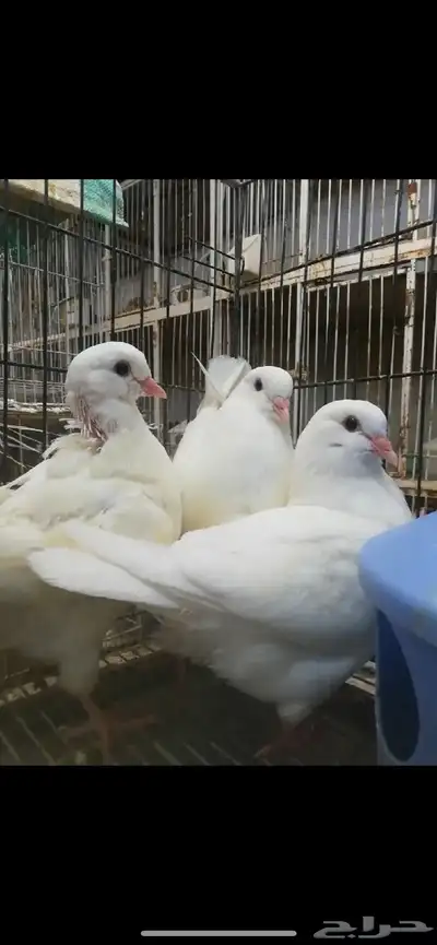 طبات كنق مودينا امريكي تم البيع 1