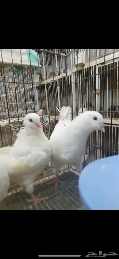 طبات كنق مودينا امريكي تم البيع 5