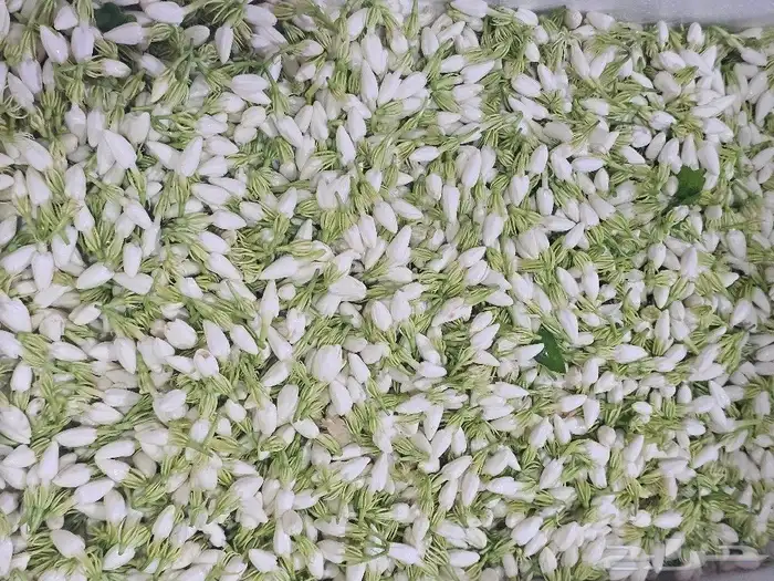 محل بيع الفل في الرياض عقود واساور واطواق جمله وتجزئه 11