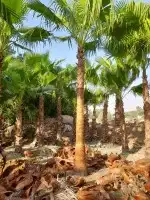 نخل واشنطني وشنطن واشنطونيا زينه للبيع 0