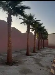 نخل واشنطني وشنطن واشنطونيا زينه للبيع 9