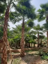 نخل واشنطني وشنطن واشنطونيا زينه للبيع 1