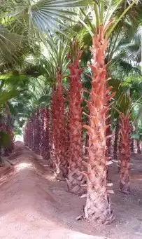 نخل واشنطني وشنطن واشنطونيا زينه للبيع 2