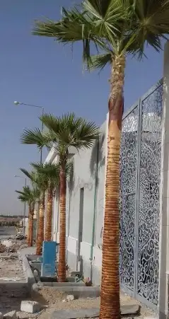 نخل واشنطني وشنطن واشنطونيا زينه للبيع 3