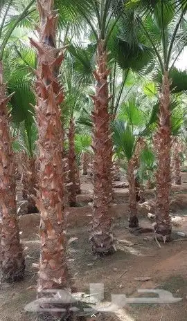 نخل واشنطني وشنطن واشنطونيا زينه للبيع 5