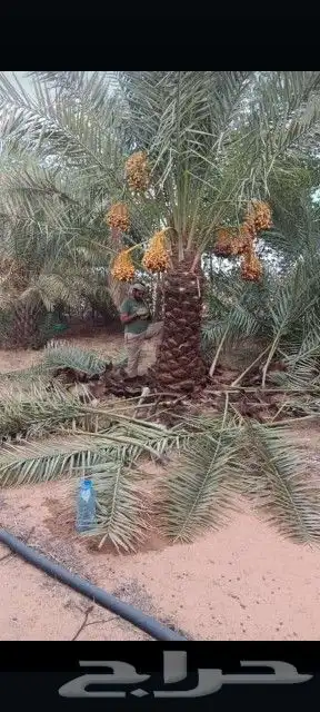نقوم بتوري جميع انواع النخل 0