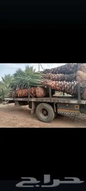 نقوم بتوري جميع انواع النخل 1