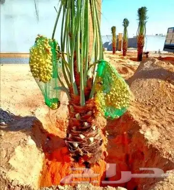 زبايناالكرام يوجد لدينا نقايل وفسايل نخل عربي فاخروعلامستوئ 6