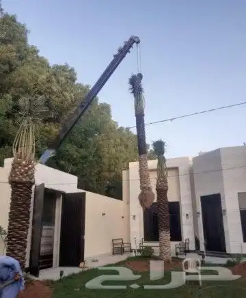 زبايناالكرام يوجد لدينا نقايل وفسايل نخل عربي فاخروعلامستوئ 5