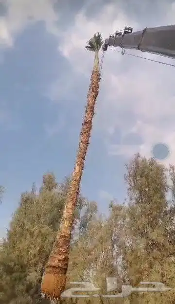 نخل واشنطني وشنطن واشنطونيا زينه للبيع 4