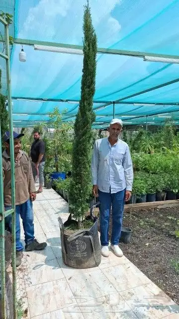 سرو ايطالي درجه اولى 0