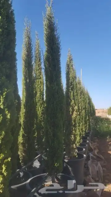 سرو ايطالي درجه اولى 2