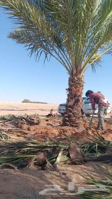 نقوم بتوري جميع انواع النخل 4