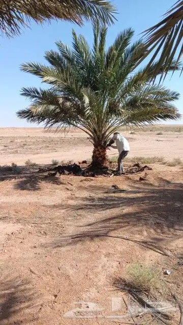 نقوم بتوري جميع انواع النخل 5