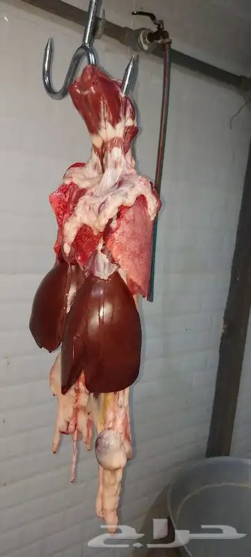 مطعم الخير يقدم خروف سيخ على الجمر 1 خروف مشوي   2   دجاج مش 6