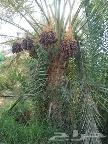 نقوم بتوري جميع انواع النخل 9