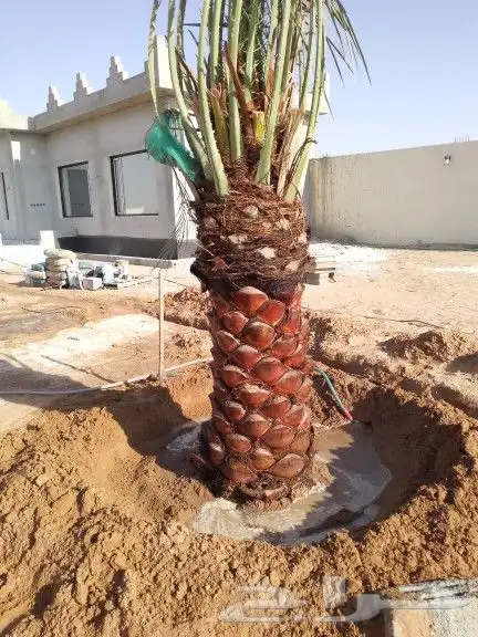 نقوم بتوري جميع انواع النخل 7