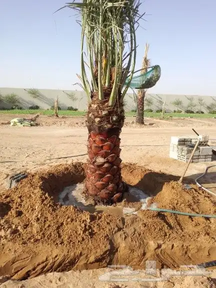 نقوم بتوري جميع انواع النخل 8