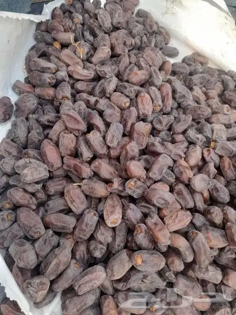 متوفر خضري طيب حبه جانبو 60طن 2
