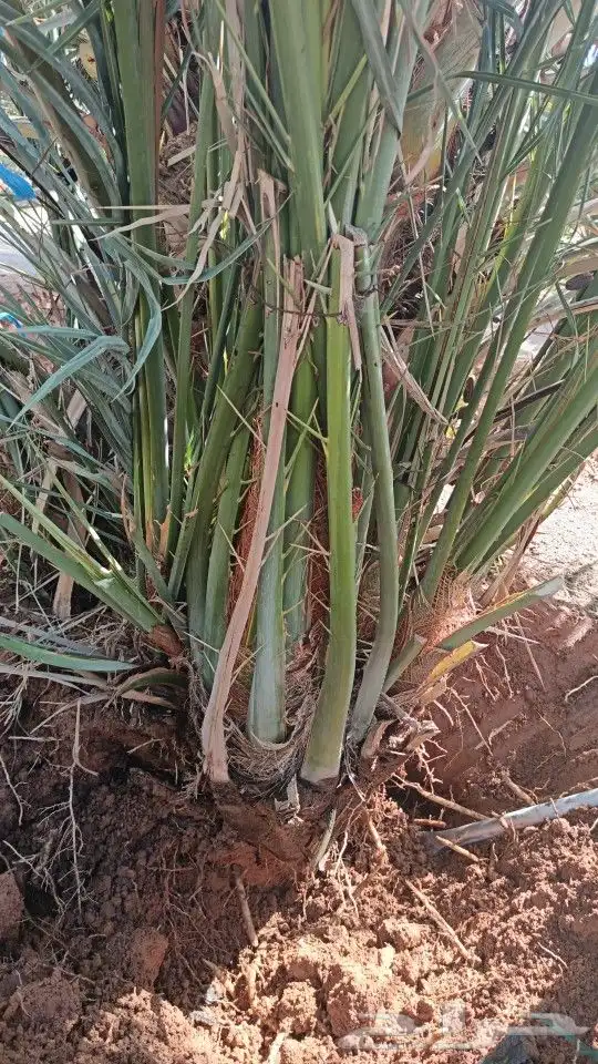 نخيل للبيع مثمر فروخ نخل.حيش نخل للبيع 6