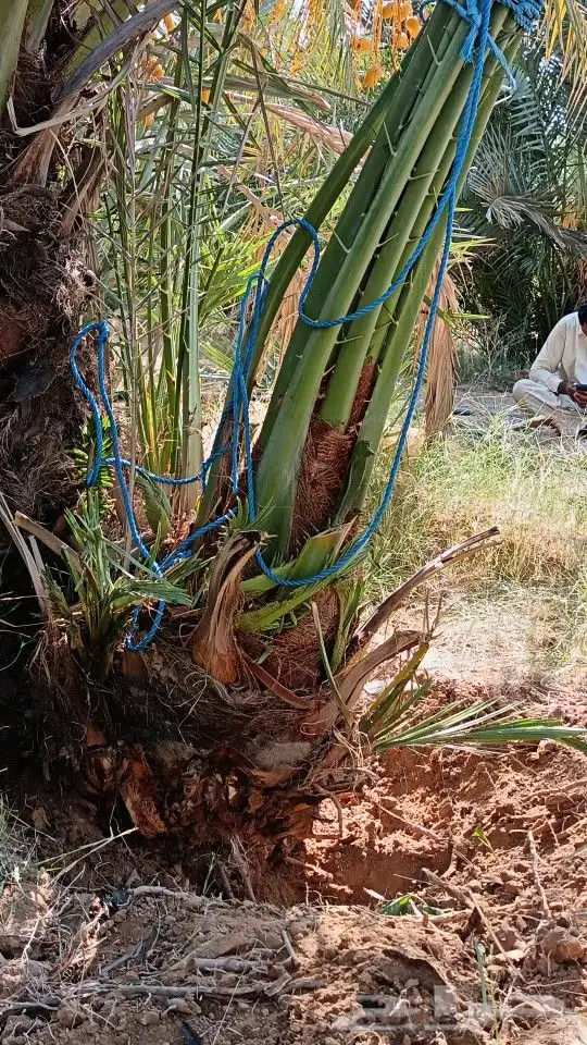 نخيل للبيع مثمر فروخ نخل.حيش نخل للبيع 5