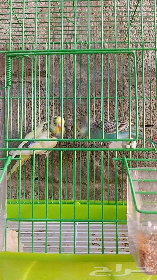 طيور بادجي ازواج على 160 2