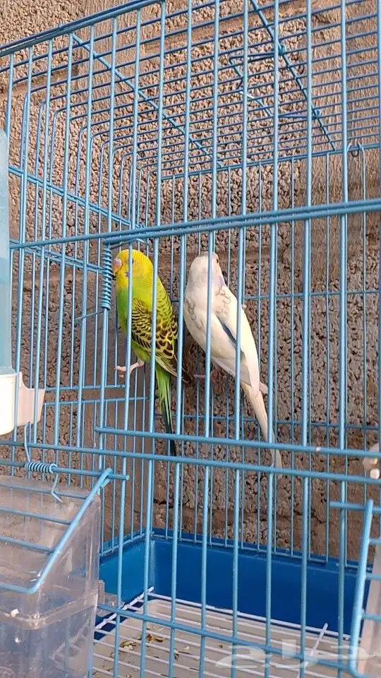 طيور بادجي ازواج على 160 1