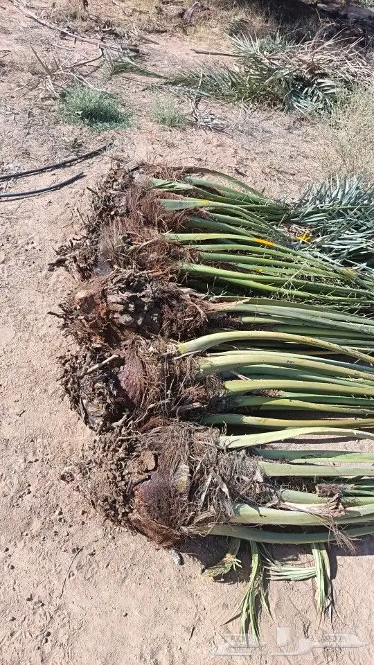 نخيل للبيع مثمر فروخ نخل.حيش نخل للبيع 2