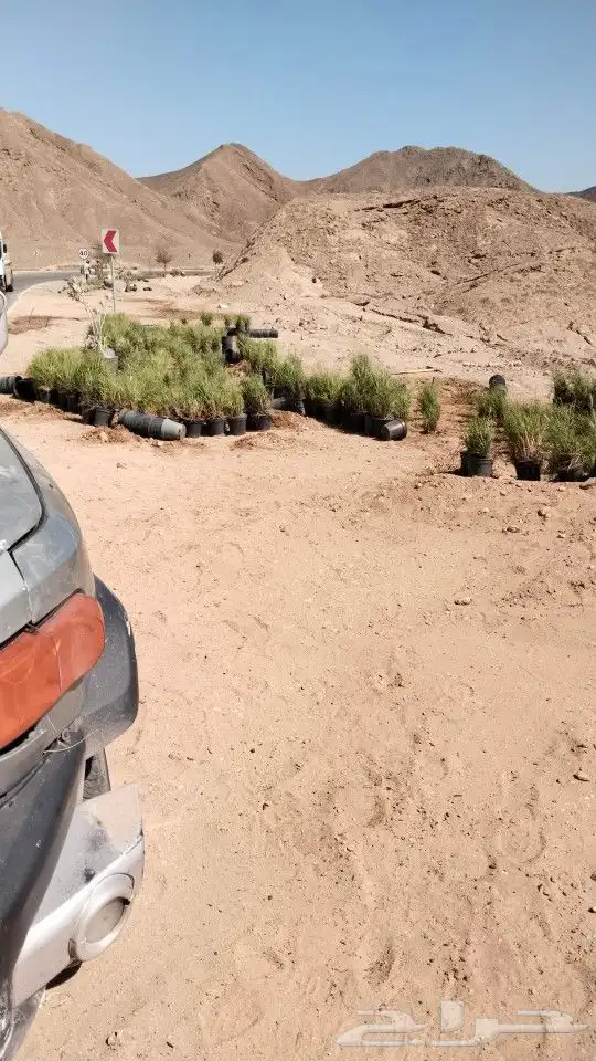 شبوك هناقر مضلات اشجار تشكيلات حجر 6