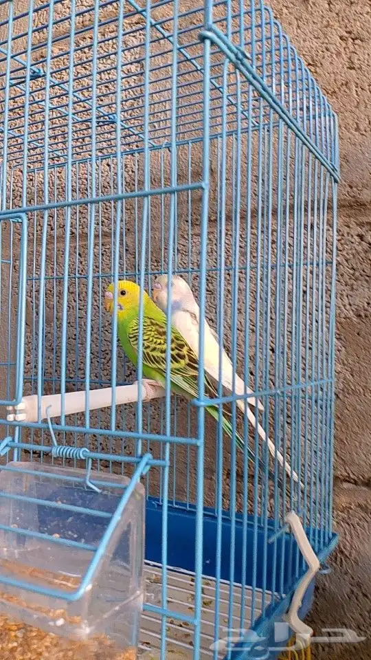 طيور بادجي ازواج على 160 4