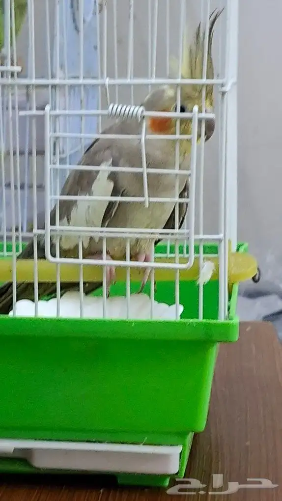 انثي كروان .العمر 11شهر 0