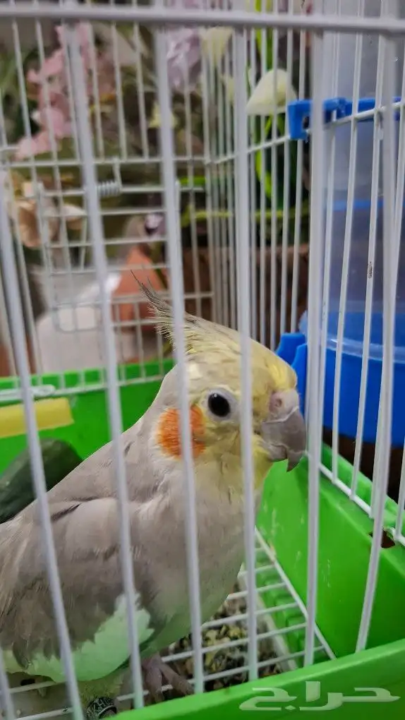 انثي كروان .العمر 11شهر 6