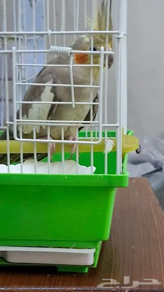 انثي كروان .العمر 11شهر 1