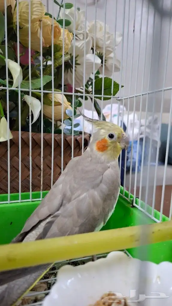 انثي كروان .العمر 11شهر 4