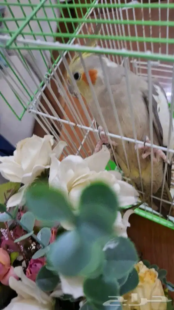 انثي كروان .العمر 11شهر 3