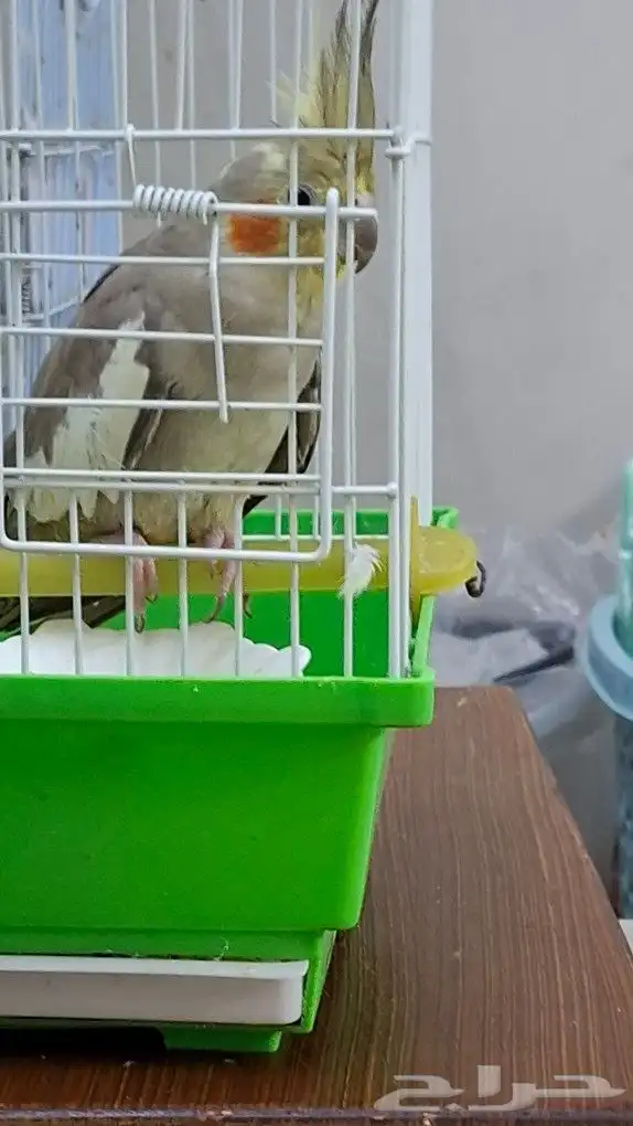 انثي كروان .العمر 11شهر 2